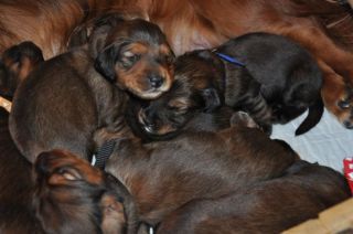 Jamniki d�ugow�ose